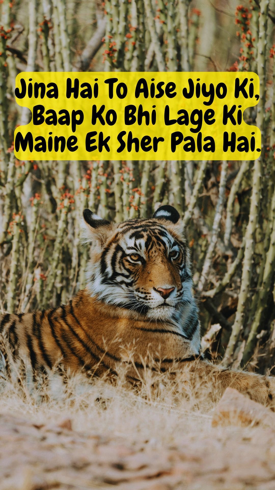 Boy Attitude Shayarii